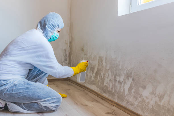 Mold Remediation specialist working in Tarpon Springs